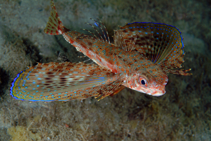 Dactylopterus volitans / pesce civetta